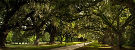 Southern Canopy by Natalie Mikaels art print
