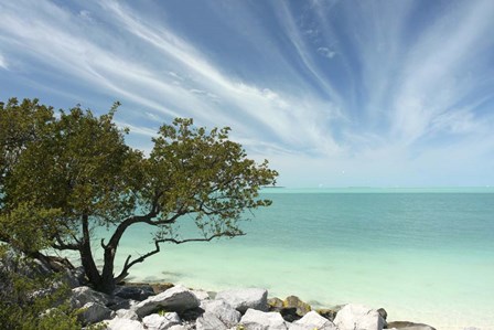 Key West Tree 1 by Robert Goldwitz art print