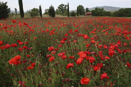 Tuscan Poppies 1 by Robert Goldwitz art print