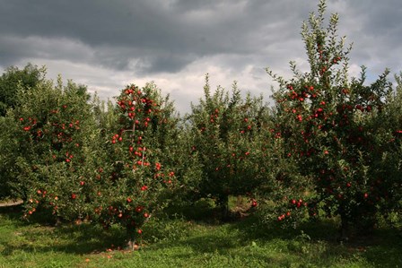 Apple Orchard Dark Sky by Robert Goldwitz art print