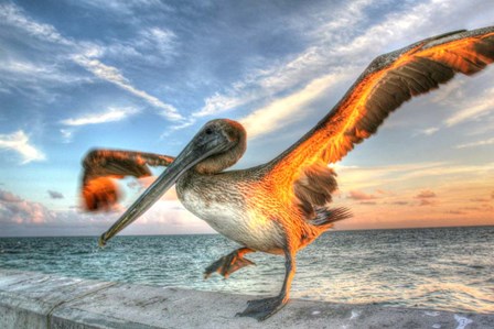 Dancing Pelican by Robert Goldwitz art print