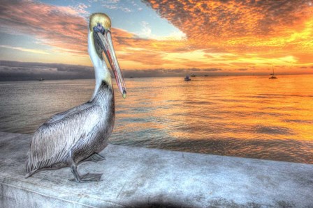 Pelican And Fire Sky by Robert Goldwitz art print