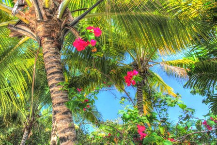 Key West Pink Flowers Palm by Robert Goldwitz art print