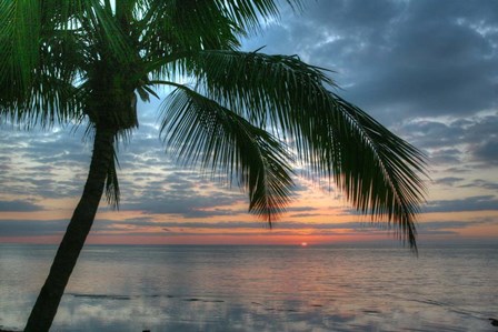 Key West Sunrise One Palm by Robert Goldwitz art print