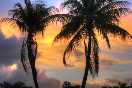 Key West Two Palm Sunrise by Robert Goldwitz art print