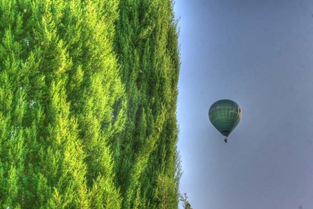 Tuscan Cedar and Balloon by Robert Goldwitz art print