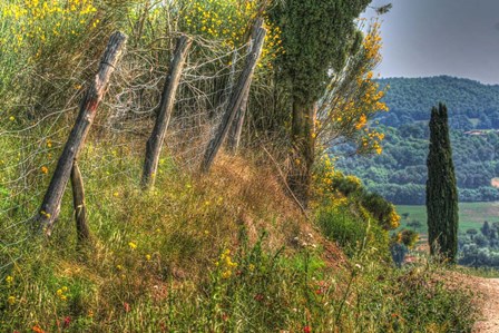 Tuscan Cedar and Fence by Robert Goldwitz art print