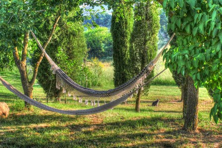 Tuscan Hammocks and Cat by Robert Goldwitz art print