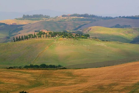 Tuscan Hill Sheep by Robert Goldwitz art print