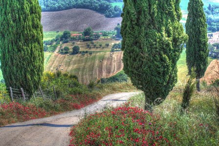 Tuscan Red Flower Road by Robert Goldwitz art print