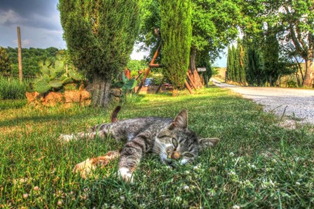 Tuscan Sleepy Cat by Robert Goldwitz art print
