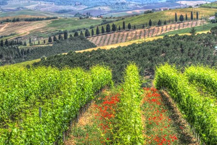 Tuscan Wine Rows by Robert Goldwitz art print