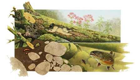 Trout Stream by Tim Knepp art print