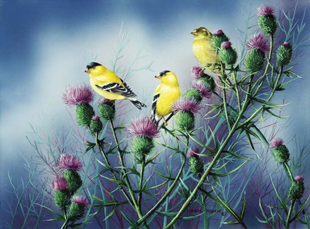 American Goldfinch And Thistle by Wanda Mumm art print