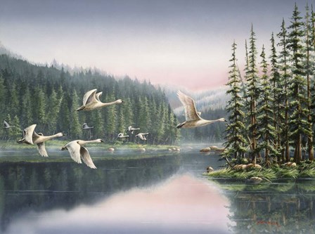 Swans At Sunrise by Wanda Mumm art print