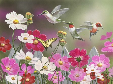 Cosmos and Hummingbirds by William Vanderdasson art print