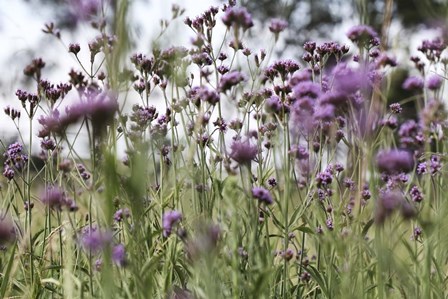 50 Shades Of Purple by Incredi art print