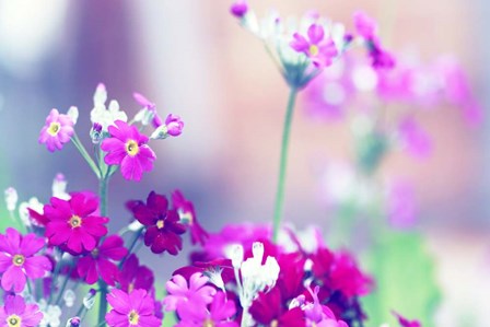 Summer Notes by Incredi art print