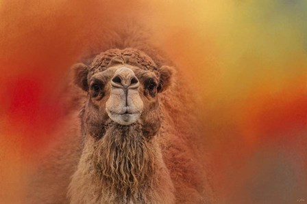 Dromedary Camel by Jai Johnson art print