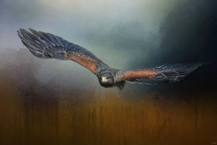 Flight Of The Harris Hawk by Jai Johnson art print