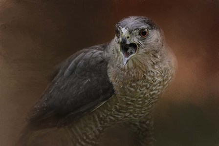 Angry Sharp Shinned Hawk by Jai Johnson art print