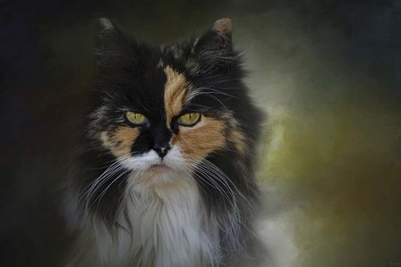 Calico Stare by Jai Johnson art print