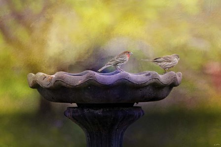 Finches On The Bird Bath by Jai Johnson art print