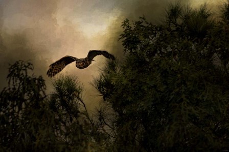 Night of The Owl 1 by Jai Johnson art print