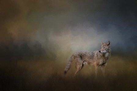 Coyote At Shiloh by Jai Johnson art print
