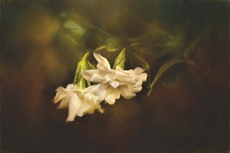 Gardenia In The Garden by Jai Johnson art print