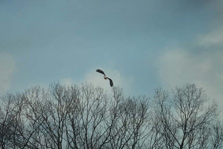 Over The Treeline by Jai Johnson art print