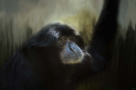 Resting Siamang Ape by Jai Johnson art print