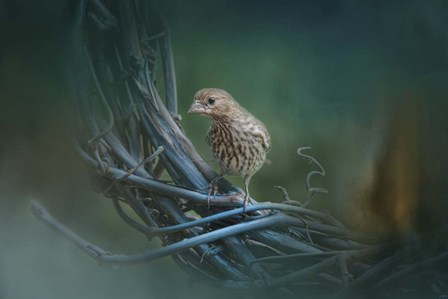 A Little Brown Bird On A Little Blue Wreath by Jai Johnson art print