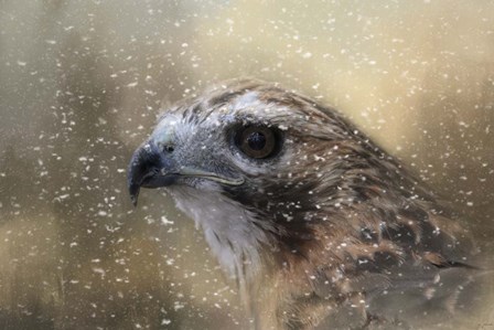 Winter Redtail by Jai Johnson art print