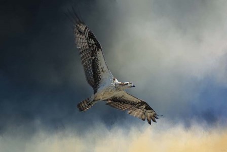 Winter Osprey by Jai Johnson art print