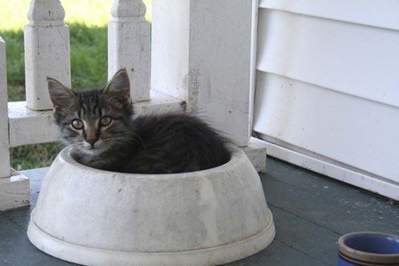 Cat in a Bowl by Jeff Rasche art print