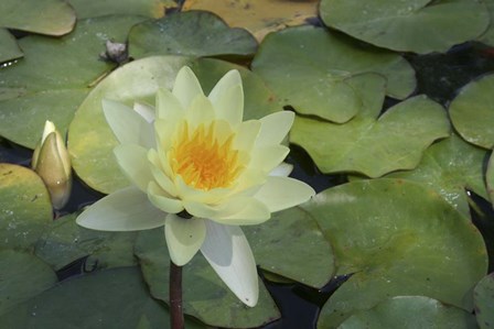 Pond Lily - White by Jeff Rasche art print