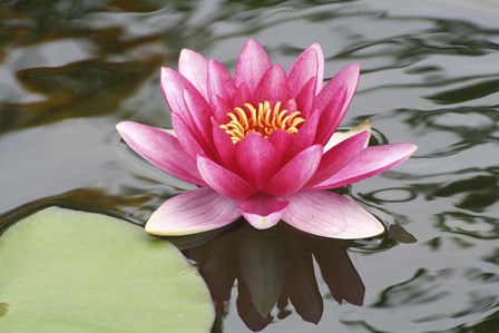 Pond Lily Purple Lily Reflecting by Jeff Rasche art print