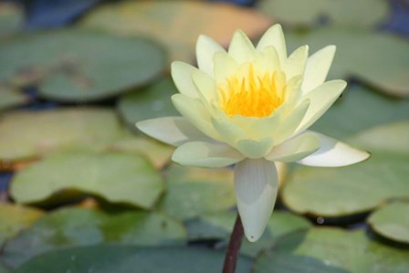 Pond Lily by Jeff Rasche art print