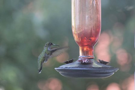 Hummingbird 1 by Jeff Rasche art print