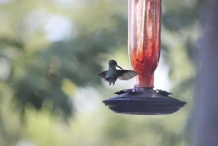 Hummingbird 2 by Jeff Rasche art print
