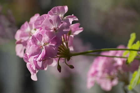 Pink Flowers by Jeff Rasche art print