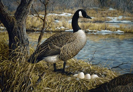 Canadian Goose by Jeff Tift art print