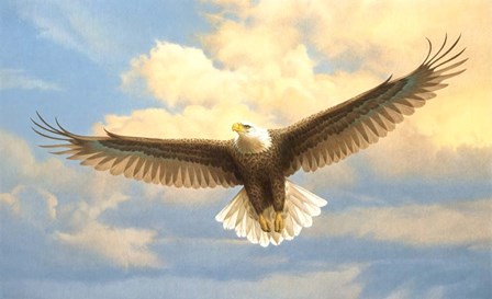 Bald Eagle by John Naito art print