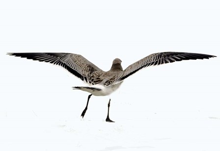 Gull III by Karen J. Williams art print