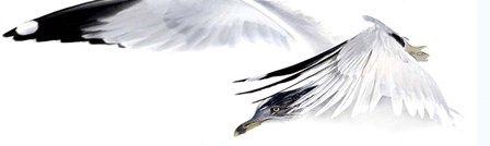 Gull in Flight by Karen J. Williams art print