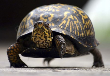 Box Turtle by Karen J. Williams art print