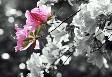 Spring Blooms II by Karen J. Williams art print