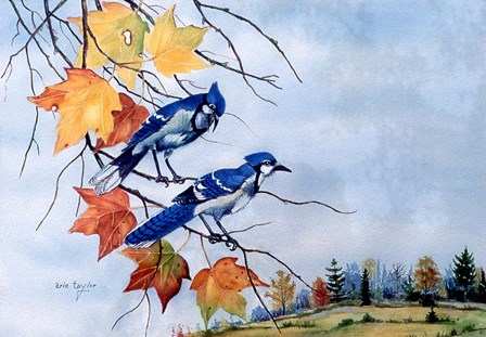 Blue Jays by Arie Reinhardt Taylor art print