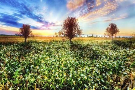Wildflower Sunset by Celebrate Life Gallery art print